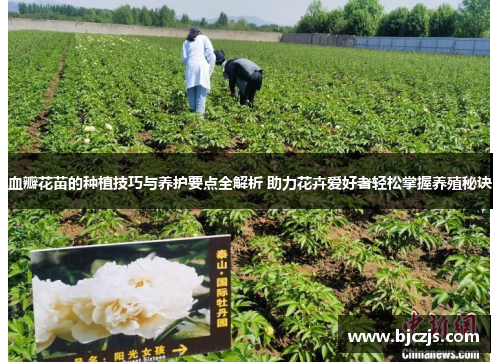 血瓣花苗的种植技巧与养护要点全解析 助力花卉爱好者轻松掌握养殖秘诀